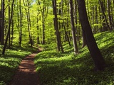 Path in beech forest Fotografie-Druck von Frank Krahmer