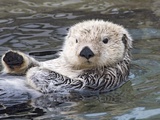 Southern sea otter hold paws up to conserve heat Photographic Print by Hal Beral