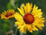 Brown-eyed Susan Flowers in British Columbia, Canada Photographic Print by John E Marriott