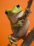 Close up of tree frog Photographic Print