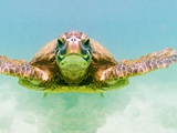 Green Sea Turtle Photographic Print by Mark A. Johnson
