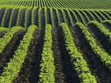 Bean Field Near Treherne, Manitoba, Canada Photographic Print by Mike Grandmaison
