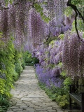Spring garden Photographic Print