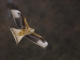 Red kite in flight Photographic Print by Andrew Parkinson