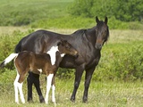 Horses (Equus Caballus) Female with Paint Foal, Ranch, Southwest Alberta, Canada. Photographic Print by Bob Gurr