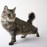 American Bobtail cat Photographic Print by Michael Kloth