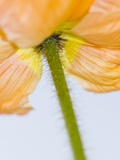 Iceland poppy (Papaver nudicaule) close-up Photographic Print by Silke Magino