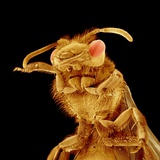 Front half of a Bee Photographic Print by Micro Discovery 
