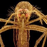 Female Asian Tiger Mosquito Photographic Print by Micro Discovery 