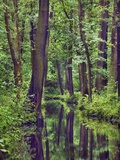 Forest and stream Photographic Print by Frank Krahmer