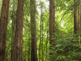 Redwoods in Muir Woods National Park California USA Photographic Print