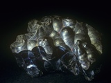 Goethite is an important ore of iron Lámina fotográfica por Albert Copley