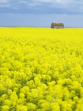 Barn and Canola Field, Southern Saskatchewan, Canada Photographic Print by Sam Chrysanthou