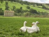 Three Geese In Field Photographic Print by Monty Rakusen