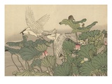 Egrets and Lotus Reproduction procédé giclée par Imao Keinen