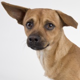 Dog with floppy ears Photographic Print by Michael Kloth