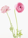 Pink flowers Photographic Print by Jamie Grill