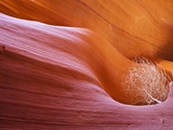 USA Arizona Lower Antelope Canyon Tumbleweed (Salsola tragus) Photographic Print by Fotofeeling 
