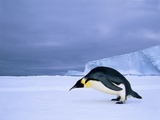 Emperor Penguin (Aptenodytes Forsteri) at the Edge of the Shorefast Ice, Drescher Inlet, 72 Degrees Photographic Print by Wayne Lynch