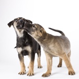 Puppies licking one another Photographic Print by Michael Kloth