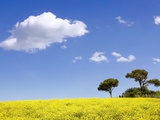 Crete senesi in spring Photographic Print by Fabio Muzzi