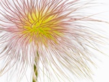 Fruit of an Alpine pasqueflower Photographic Print by John Norris