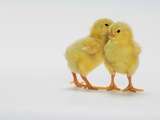 Yellow Chicks Baby Chickens Photographic Print by Wave
