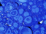 Azurite, an ore of Copper, Arizona, USA Lámina fotográfica por Ken Lucas