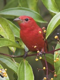 A Male Summer Tanager (Piranga Rubra) in Costa Rica. Lámina fotográfica por Glenn Bartley