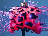 Chapstick Explosion Photographic Print by Alan Sailer