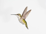 Ruby-throated Hummingbird (Archilochus colubris) Photographic Print by Wave 