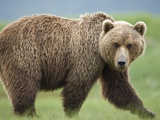 Grizzly Bear at Kukak Bay in Katmai National Park Photographic Print by Paul Souders