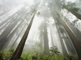 Redwood trees near Damnation Creek Trail Photographic Print by William Manning