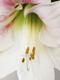 White Amaryllis Photographic Print by David Jordan Williams