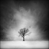 Solitary tree in a winter landscape Photographic Print by George Disario
