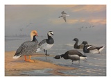 A painting of several species of brants and geese Giclee Print by Allan Brooks