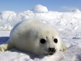 Harp Seal on the Ice in the Gulf of St Lawrence, Maritime Provinces, Canada Photographic Print by Rolf Hicker
