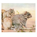 Illustration of Squirrels by Edward Julius Detmold Giclee Print