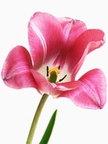 Tulip Photographic Print by Frank Krahmer