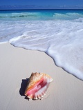 Mexico, Yucatan Peninsula, Carribean Beach at Cancun, Conch Shell on Sand Lámina fotográfica por Chris Cheadle