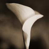 Calla Lily Photographic Print by Tom Marks
