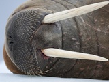 Paul Souders - Walrus on ice - Fotografik Baskı Paul Souders - Walrus on ice - Fotografik Baskı