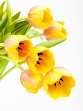 Yellow and orange tulips Fotografie-Druck von Frank Lukasseck