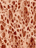 Bone tissue of a hen magnified x25 Photographic Print by Micro Discovery 