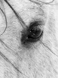 A Close Shot of a Horses Eye with Snow Flakes Taken in Alberta, Canada. Photographic Print by Wayne Simpson