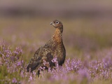 Red grouse standing on alert in moorland Photographic Print by Andrew Parkinson