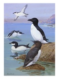 A painting of razor-billed auks and murres Giclee Print by Allan Brooks