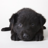 Black Labrador Puppy Photographic Print by Michael Kloth