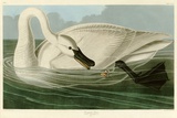 Trumpeter Swan Giclée-tryk af John James Audubon Trumpeter Swan Giclée-tryk af John James Audubon