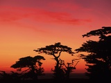 USA, California, Carmel, Highway 1 on Coast, Pebble Beach, Juniper Trees at Sunset Lámina fotográfica por Chris Cheadle USA, California, Carmel, Highway 1 on Coast, Pebble Beach, Juniper Trees at Sunset Lámina fotográfica por Chris Cheadle